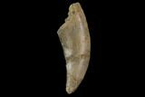 1.47" Allosaurus Tooth - Colorado - #130482-1
